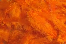 Peříčka barevná - oranžová