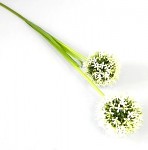 Allium - bílé - 2 květy