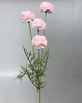 Allium  60 cm - růžové