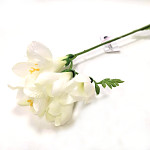 Frézie stvol 56 cm - ivory