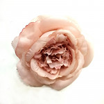 Hlavičky růží - pudrově růžové Mary Rose