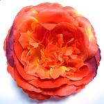 Hlavičky růží Mary Rose - oranžové