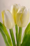 Tulipán umělý 43 cm - bílo-krémový
