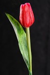 Tulipán umělý 43 cm - červený