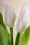 Tulipán umělý - bílý