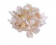 Vazbový květ hortenzie - narůžovělý malý