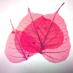 Preparovaný list - skeleton růžovo-fialový