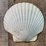 Mušle pecten meridionalis 10 cm  - 1ks