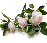 Růže planá 50 cm - bílo-růžová