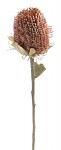 Sušená banksia coccinea  - 35 cm