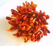 Květ chryzantémy podzim - oranžový