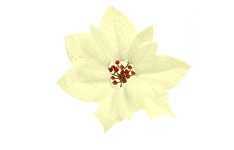 Květ poinsettia sametový 14 cm  - ivory