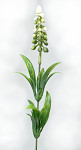 Modřenec 20 cm - bílý zápich