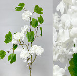 Kalina (viburnum) LUX bílá - 92 cm