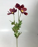 Cosmos zápich - 3 květy - bordó