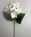 Hortenzie zápich - ivory narůžovělá