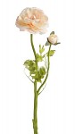 Ranunculus stvol - 50cm - lososový