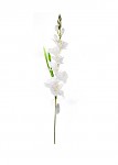 Gladiola - ivory  - 76 cm