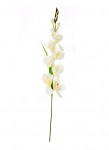 Gladiola - bílá - 80 cm
