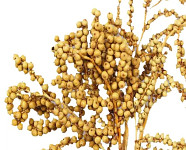 Canella sušená natural - 50 g
