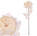 Anglická růže ojínělá -  ivory - 51 cm