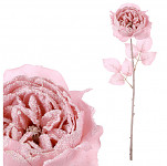 Anglická růže ojínělá -  růžová - 51 cm