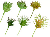 Sukulent mix zápich 12 cm - 6 ks