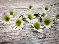 Kopretiny mini - mix - 20ks