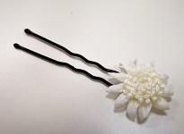 Černé pérko - cípatý krémový květ