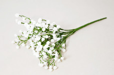 Gypsophilla zápich - 33 cm - bílá