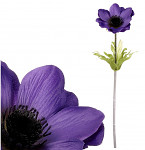 Anemone (sasanka) 1 květ -  tm.fialová - 37 cm