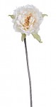 Růže s krajkou - stvol - béžová