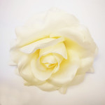 Hlavičky růží - krémové - 10 cm