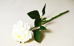 Pivoňka stvol ivory - 39 cm