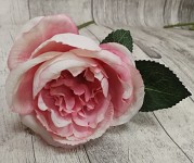 Růže - stvol - vintage růžová - 25 cm