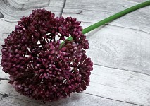 Allium maxi - růžovofialové