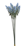 Modřenec zápich 27 cm - sv.modrý