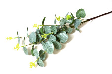 Eukalyptus zelený se 3 výhonky - 50 cm