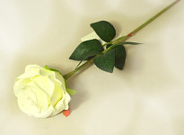 Růže single 52 cm - krémová