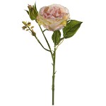 Stvol růže Rose Anne - 37cm - narůžovělá