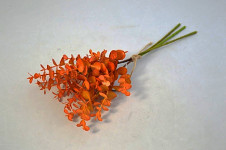 Eukalyptus hnědo-oranžový - 3 výhony - 35 cm