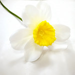 Narcis umělý 1 květ bíložlutý - 40 cm 