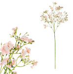 Gypsophilla růžovo-lososová - 70 cm