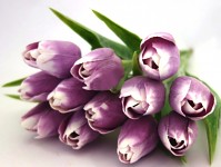 Tulipán umělý 43 cm - tmavě fialový
