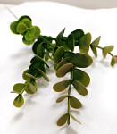 Eukalyptus zápich 47 cm -  zeleno - růžový