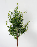 Větev túje zápich  - 35 cm