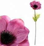Anemone (sasanka) 1 květ -  fialovorůžová - 37 cm