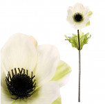 Anemone (sasanka) 1 květ -  bílá - 37 cm