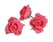 Hlavičky poupat růží - mini rozvité - sytě růžové