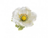 Hlavička anemone 7 cm  - ivory - 1ks